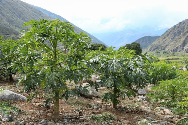 Daun Pepaya sebagai Antioksidan Alami Perlindungan Terhadap Kerusakan Sel dan Penuaan Dini